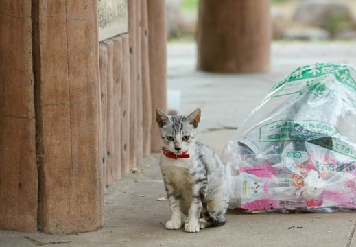 201111281552-DSC03972.jpg