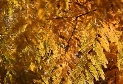 201111300959-DSC04441.jpg
