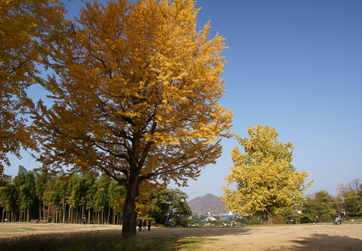 201111301010-DSC04468.jpg