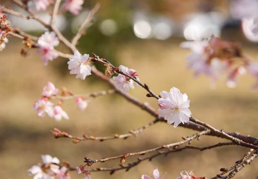 201111301050-DSC04564.jpg