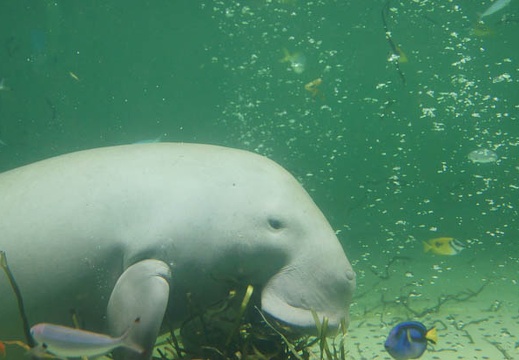 12.01 鳥羽水族館