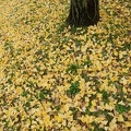 201112021521-DSC06916.jpg