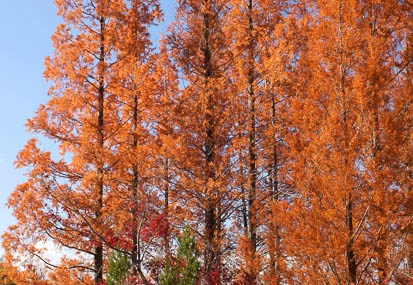 201112041220-DSC07896.jpg