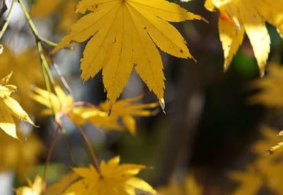 201112041236-DSC07933.jpg