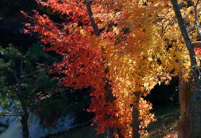 201112041244-DSC07954.jpg