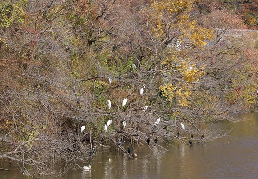 201112051246-DSC08602.jpg