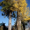201112051405-DSC08638.jpg