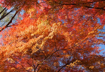 201112051417-DSC08660.jpg