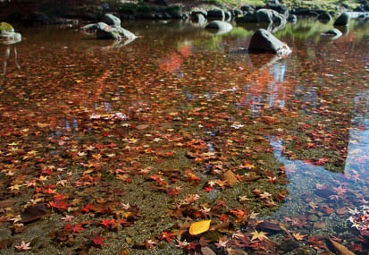 201112101255-DSC09417.jpg