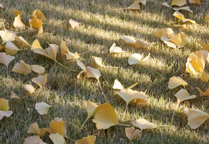201112111302-DSC09907.jpg