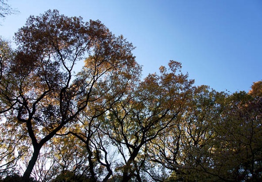 201112111416-DSC09952.jpg