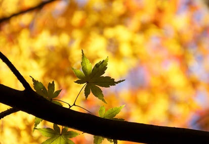 201112111431-DSC09990.jpg