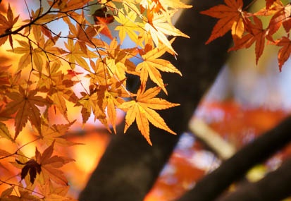 201112111432-DSC09993.jpg