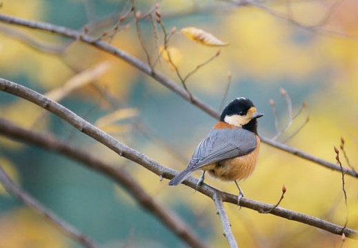 12.11 代々木公園