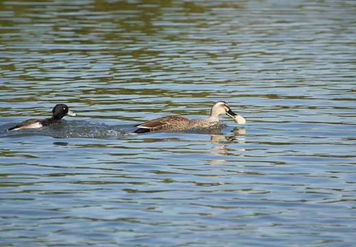 201112121251-DSC00509.jpg