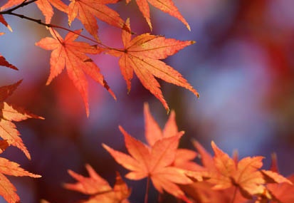 201112121255-DSC00518.jpg