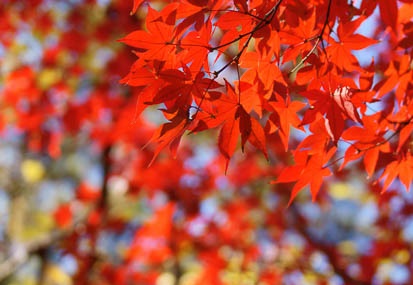201112121302-DSC00528.jpg