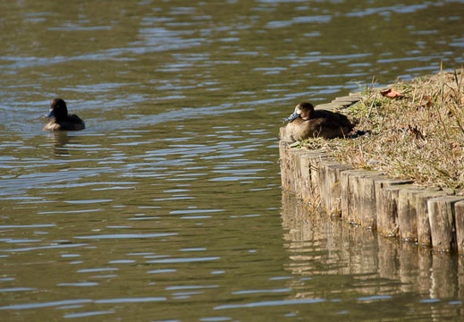 201112121312-DSC00537.jpg