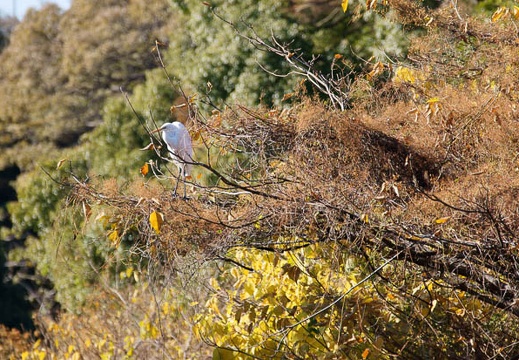 201112131159-DSC00915.jpg
