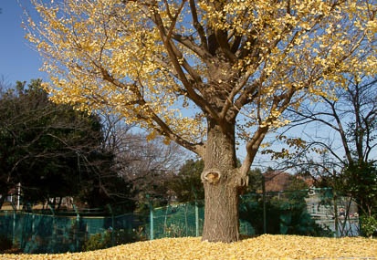 12.15 川崎