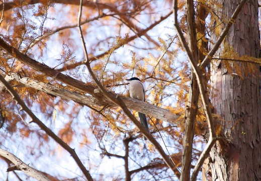 201112151110-DSC01404.jpg