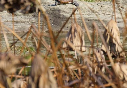 201112151221-DSC01531.jpg