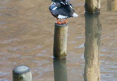 201112151317-DSC01573.jpg