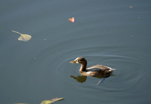201112151332-DSC01640.jpg