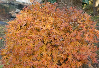 201112151412-DSC01775.jpg