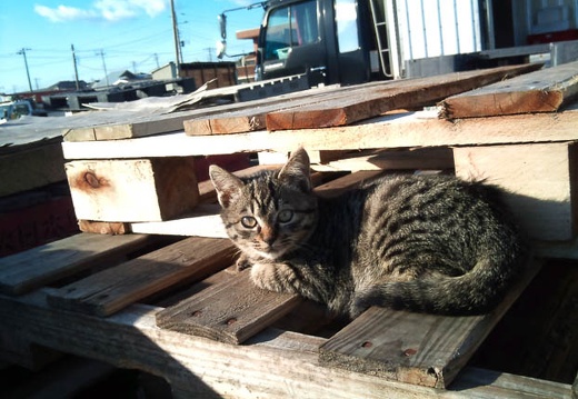20111216141213-SO-01B.jpg