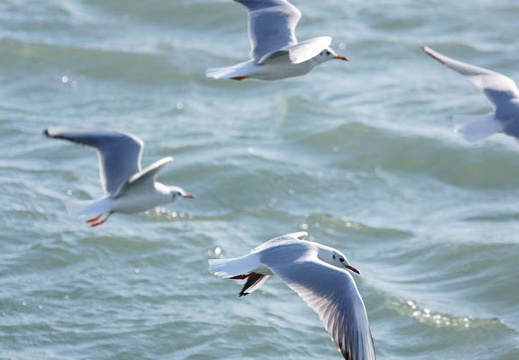 201112161419-DSC02300.jpg