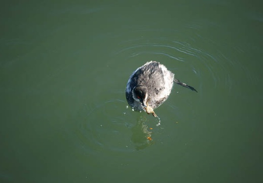201112191253-DSC02947.jpg