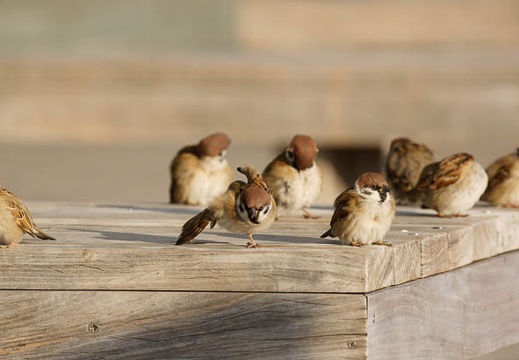 201112191458-DSC03244.jpg
