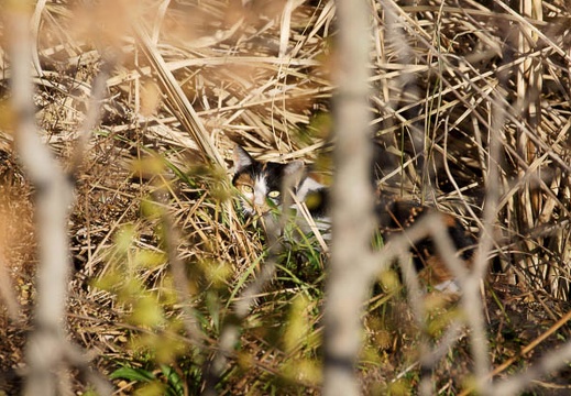 201112201301-DSC03331.jpg