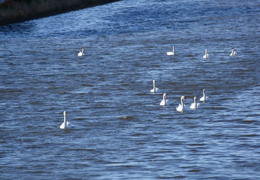 201112201325-DSC03374.jpg