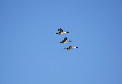 201112201346-DSC03481.jpg