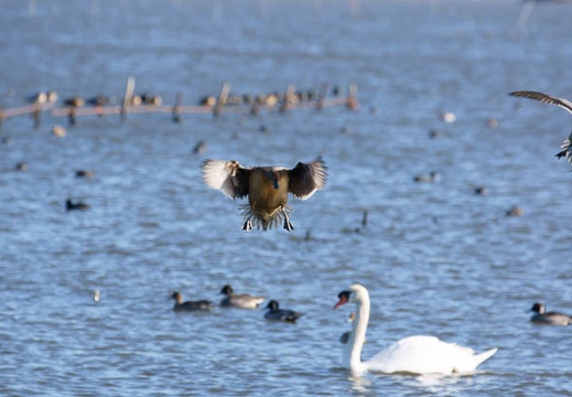 201112201346-DSC03485.jpg