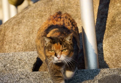 201112201546-DSC03810.jpg