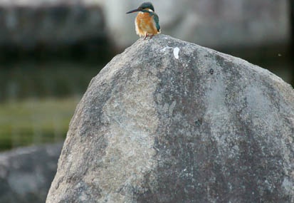 201112201601-DSC03851.jpg