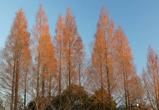 201112201612-DSC03880.jpg