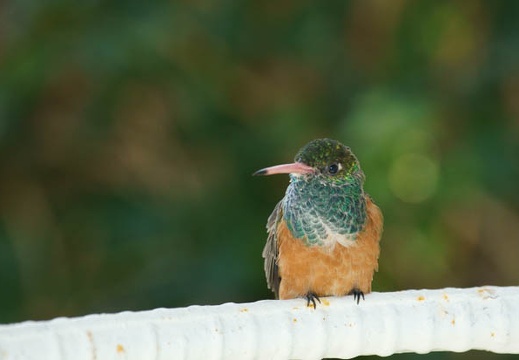 201112261246-DSC04579.jpg