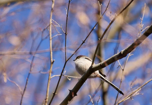 201112301454-DSC06342.jpg