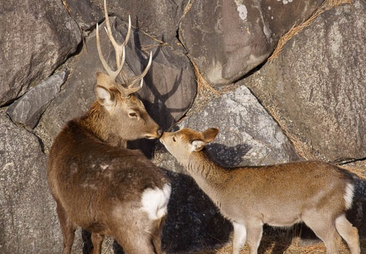 201201031408-DSC06866.jpg