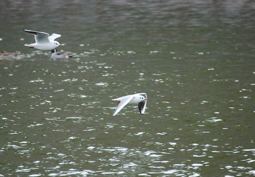 201201031514-DSC06987.jpg