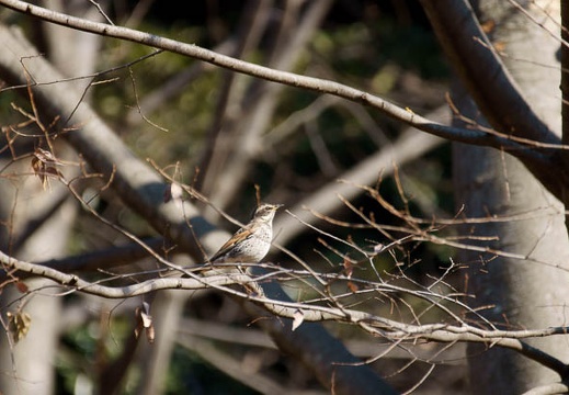 201201171231-DSC09327.jpg