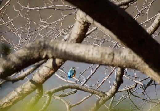201201171318-DSC09409.jpg