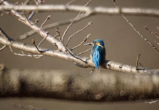 201201171331-DSC09464.jpg