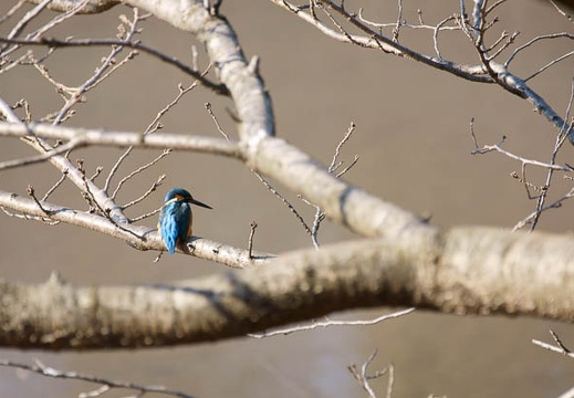 201201171335-DSC09474.jpg
