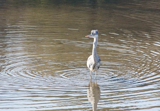 201201171338-DSC09486.jpg
