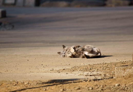 201201171404-DSC09537.jpg